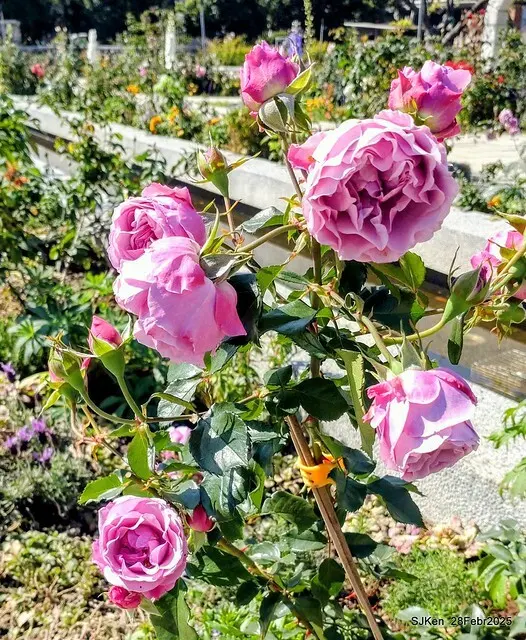 2025花博園區新生公園台北玫瑰園花展(2025 Annual Taipei Rose Garden festival), Mar 14 ~ Apr.13, 2025, Taipei, Taiwan, SJKen.