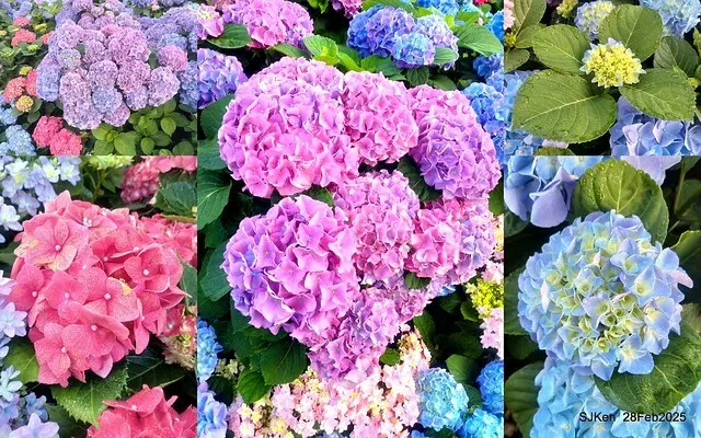 2025台北杜鵑花季「心花開、森不息」主題系列(三) 繡球花篇((Hydrangeas exhibition at Da-An forest park), Taipei,Taiwan, SJKen, Feb 28, 2025.