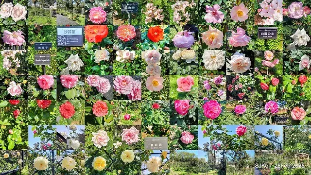 2025花博園區新生公園台北玫瑰園花展(2025 Annual Taipei Rose Garden festival), Mar 14 ~ Apr.13, 2025, Taipei, Taiwan, SJKen.