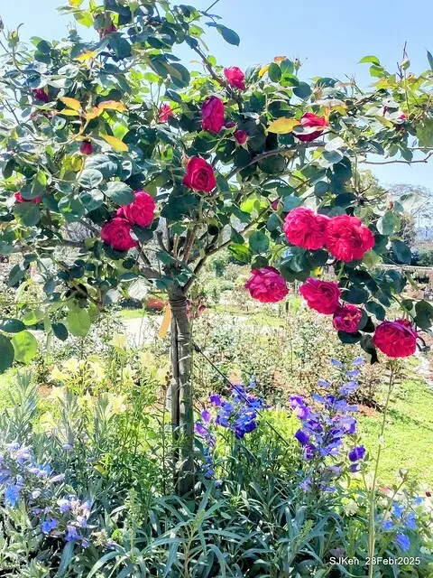 2025花博園區新生公園台北玫瑰園花展(2025 Annual Taipei Rose Garden festival), Mar 14 ~ Apr.13, 2025, Taipei, Taiwan, SJKen.