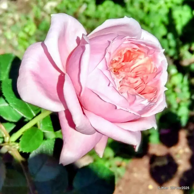 2025花博園區新生公園台北玫瑰園花展(2025 Annual Taipei Rose Garden festival), Mar 14 ~ Apr.13, 2025, Taipei, Taiwan, SJKen.