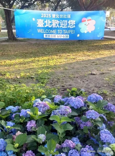 2025台北杜鵑花季「心花開、森不息」主題系列(三) 繡球花篇((Hydrangeas exhibition at Da-An forest park), Taipei,Taiwan, SJKen, Feb 28, 2025.