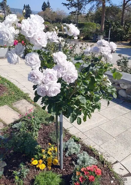 2025花博園區新生公園台北玫瑰園花展(2025 Annual Taipei Rose Garden festival), Mar 14 ~ Apr.13, 2025, Taipei, Taiwan, SJKen.