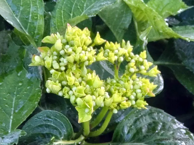 2025台北杜鵑花季「心花開、森不息」主題系列(三) 繡球花篇((Hydrangeas exhibition at Da-An forest park), Taipei,Taiwan, SJKen, Feb 28, 2025.