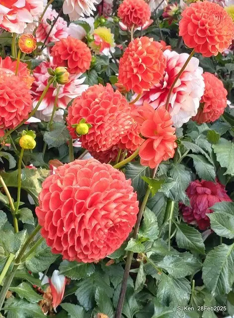 2025台北杜鵑花季系列(二) 大理花篇( Dahlia at Daan forest park), Taipei, Taiwan, SJKen , Feb 28, 2025.