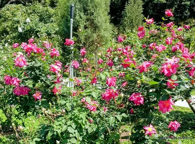 2025花博園區新生公園台北玫瑰園花展(2025 Annual Taipei Rose Garden festival), Mar 14 ~ Apr.13, 2025, Taipei, Taiwan, SJKen.