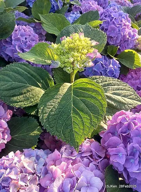 2025台北杜鵑花季「心花開、森不息」主題系列(三) 繡球花篇((Hydrangeas exhibition at Da-An forest park), Taipei,Taiwan, SJKen, Feb 28, 2025.