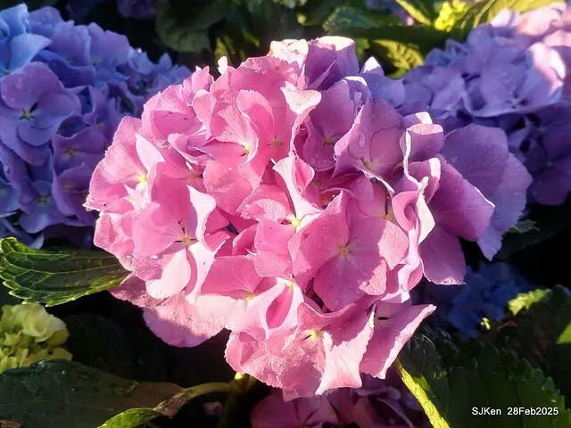 2025台北杜鵑花季「心花開、森不息」主題系列(三) 繡球花篇((Hydrangeas exhibition at Da-An forest park), Taipei,Taiwan, SJKen, Feb 28, 2025.