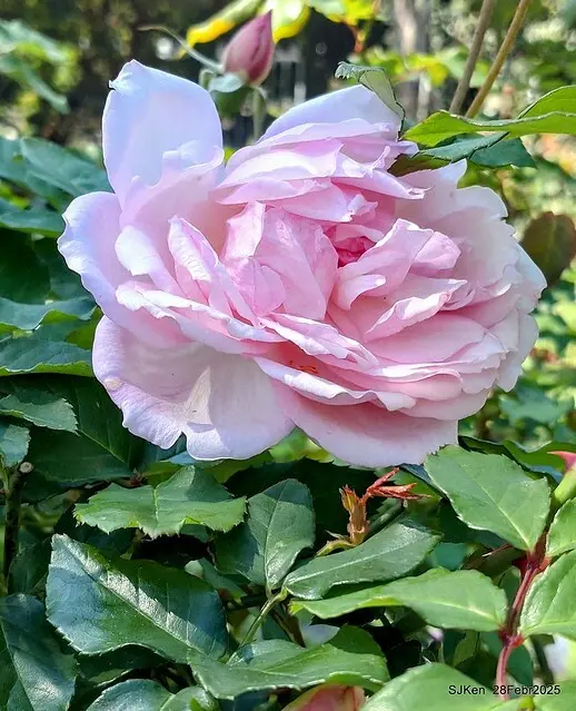 2025花博園區新生公園台北玫瑰園花展(2025 Annual Taipei Rose Garden festival), Mar 14 ~ Apr.13, 2025, Taipei, Taiwan, SJKen.