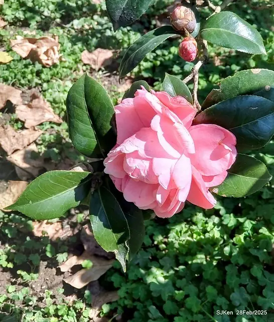 2025花博園區新生公園台北玫瑰園花展(2025 Annual Taipei Rose Garden festival), Mar 14 ~ Apr.13, 2025, Taipei, Taiwan, SJKen.