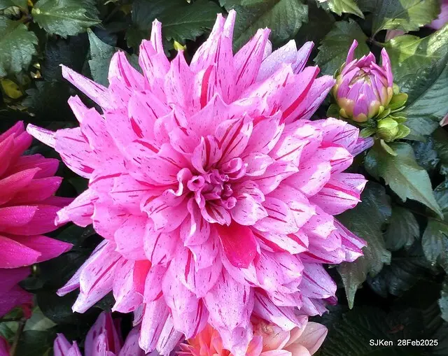 2025台北杜鵑花季系列(二) 大理花篇( Dahlia at Daan forest park), Taipei, Taiwan, SJKen , Feb 28, 2025.