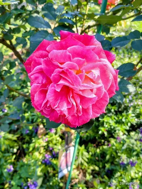 2025花博園區新生公園台北玫瑰園花展(2025 Annual Taipei Rose Garden festival), Mar 14 ~ Apr.13, 2025, Taipei, Taiwan, SJKen.