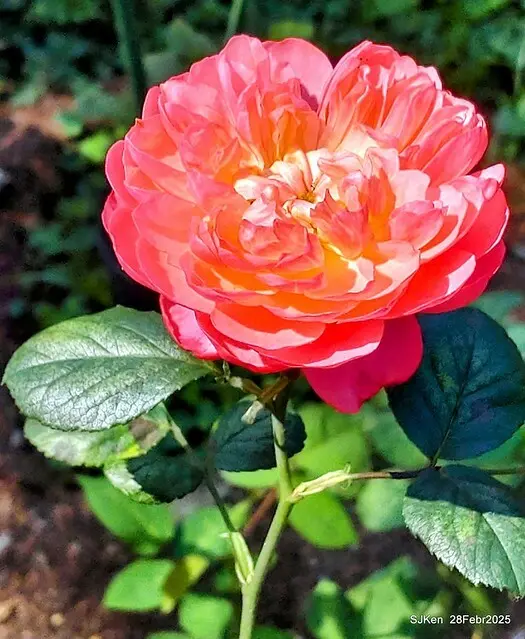 2025花博園區新生公園台北玫瑰園花展(2025 Annual Taipei Rose Garden festival), Mar 14 ~ Apr.13, 2025, Taipei, Taiwan, SJKen.