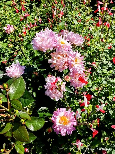 2025花博園區新生公園台北玫瑰園花展(2025 Annual Taipei Rose Garden festival), Mar 14 ~ Apr.13, 2025, Taipei, Taiwan, SJKen.