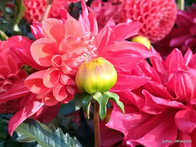 2025台北杜鵑花季系列(二) 大理花篇( Dahlia at Daan forest park), Taipei, Taiwan, SJKen , Feb 28, 2025.