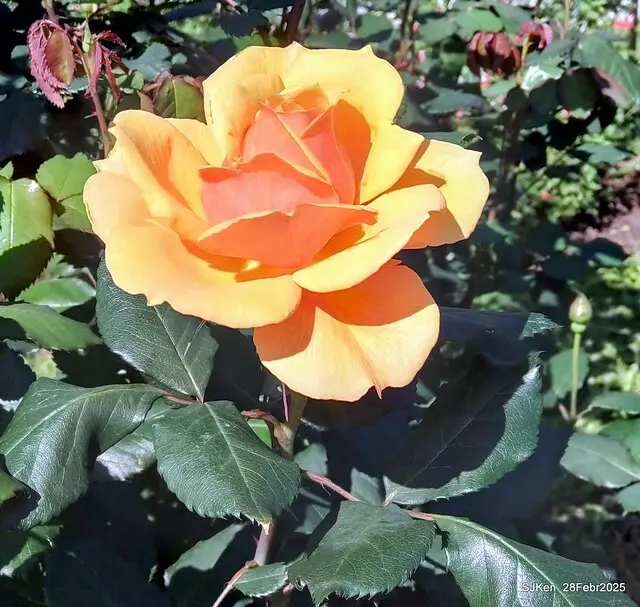 2025花博園區新生公園台北玫瑰園花展(2025 Annual Taipei Rose Garden festival), Mar 14 ~ Apr.13, 2025, Taipei, Taiwan, SJKen.