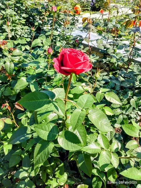 2025花博園區新生公園台北玫瑰園花展(2025 Annual Taipei Rose Garden festival), Mar 14 ~ Apr.13, 2025, Taipei, Taiwan, SJKen.