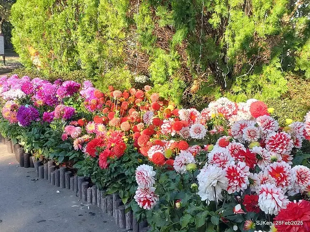 2025台北杜鵑花季系列(二) 大理花篇( Dahlia at Daan forest park), Taipei, Taiwan, SJKen , Feb 28, 2025.