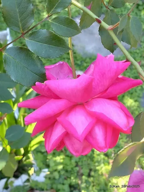 2025花博園區新生公園台北玫瑰園花展(2025 Annual Taipei Rose Garden festival), Mar 14 ~ Apr.13, 2025, Taipei, Taiwan, SJKen.