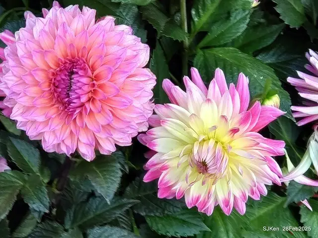 2025台北杜鵑花季系列(二) 大理花篇( Dahlia at Daan forest park), Taipei, Taiwan, SJKen , Feb 28, 2025.