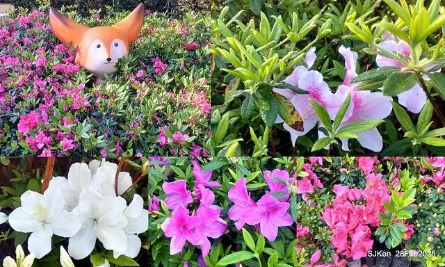 2025.02.28       2025 台北杜鵑花季--- 杜鵑花篇(2025 Tapei Azalea festival at Daan forest park), Taipei, Taiwan, Feb 28,2025, SJKen