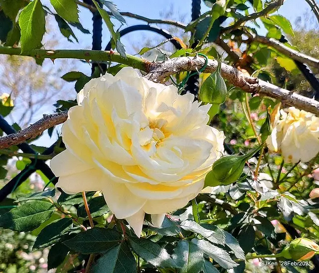 2025花博園區新生公園台北玫瑰園花展(2025 Annual Taipei Rose Garden festival), Mar 14 ~ Apr.13, 2025, Taipei, Taiwan, SJKen.