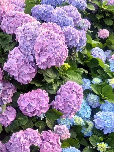 2025台北杜鵑花季「心花開、森不息」主題系列(三) 繡球花篇((Hydrangeas exhibition at Da-An forest park), Taipei,Taiwan, SJKen, Feb 28, 2025.
