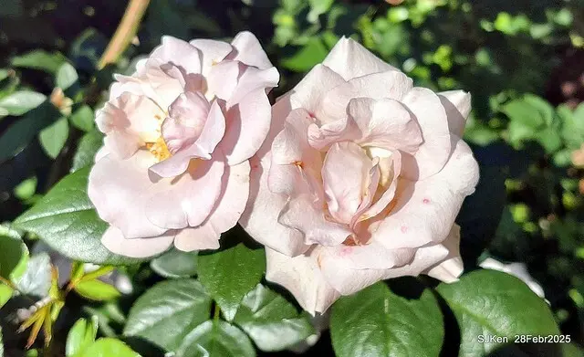 2025花博園區新生公園台北玫瑰園花展(2025 Annual Taipei Rose Garden festival), Mar 14 ~ Apr.13, 2025, Taipei, Taiwan, SJKen.