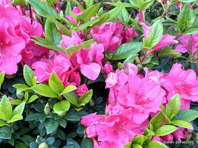 2025.02.28       2025 台北杜鵑花季--- 杜鵑花篇(2025 Tapei Azalea festival at Daan forest park), Taipei, Taiwan, Feb 28,2025, SJKen