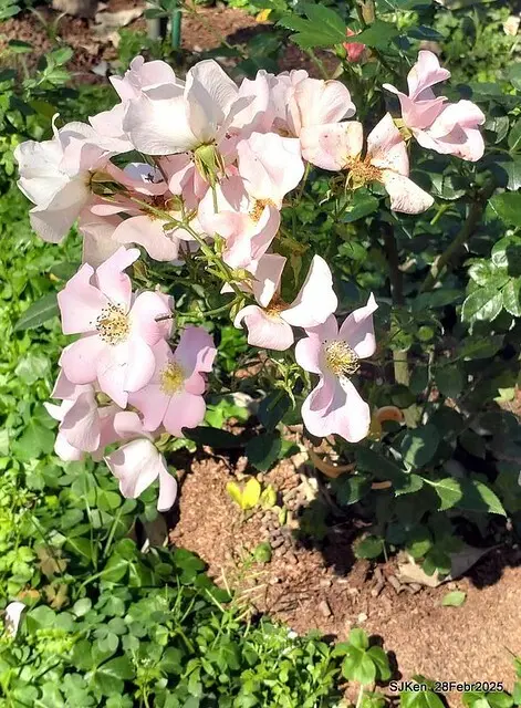 2025花博園區新生公園台北玫瑰園花展(2025 Annual Taipei Rose Garden festival), Mar 14 ~ Apr.13, 2025, Taipei, Taiwan, SJKen.