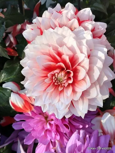 2025台北杜鵑花季系列(二) 大理花篇( Dahlia at Daan forest park), Taipei, Taiwan, SJKen , Feb 28, 2025.