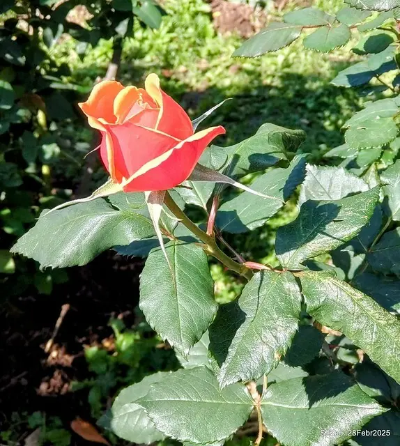 2025花博園區新生公園台北玫瑰園花展(2025 Annual Taipei Rose Garden festival), Mar 14 ~ Apr.13, 2025, Taipei, Taiwan, SJKen.