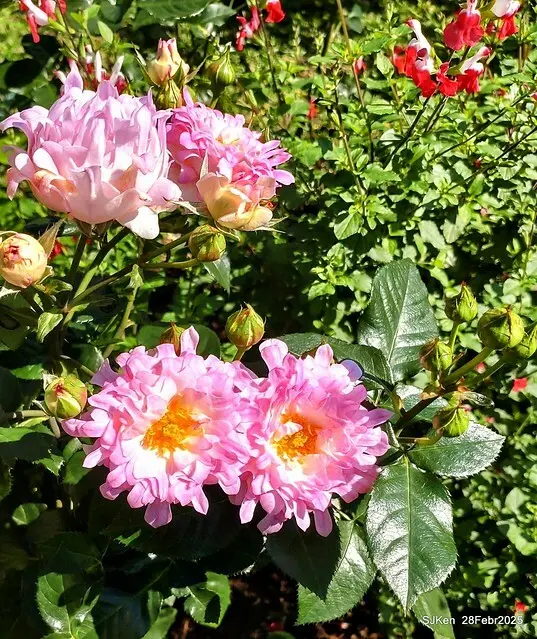 2025花博園區新生公園台北玫瑰園花展(2025 Annual Taipei Rose Garden festival), Mar 14 ~ Apr.13, 2025, Taipei, Taiwan, SJKen.