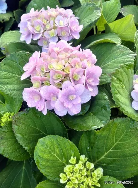 2025台北杜鵑花季「心花開、森不息」主題系列(三) 繡球花篇((Hydrangeas exhibition at Da-An forest park), Taipei,Taiwan, SJKen, Feb 28, 2025.