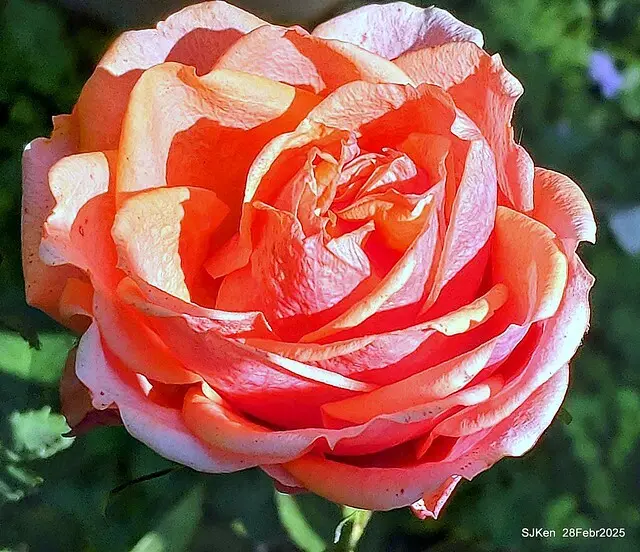 2025花博園區新生公園台北玫瑰園花展(2025 Annual Taipei Rose Garden festival), Mar 14 ~ Apr.13, 2025, Taipei, Taiwan, SJKen.