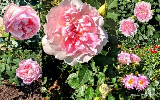 2025花博園區新生公園台北玫瑰園花展(2025 Annual Taipei Rose Garden festival), Mar 14 ~ Apr.13, 2025, Taipei, Taiwan, SJKen.