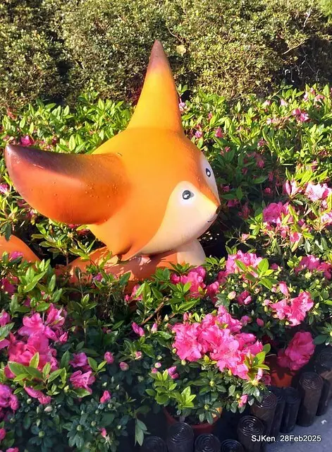 2025.02.28       2025 台北杜鵑花季--- 杜鵑花篇(2025 Tapei Azalea festival at Daan forest park), Taipei, Taiwan, Feb 28,2025, SJKen