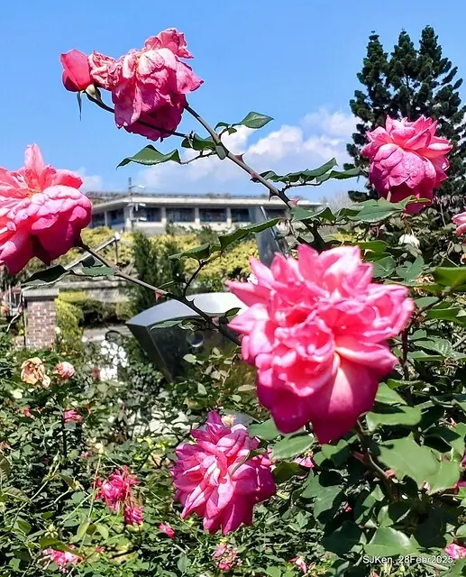 2025花博園區新生公園台北玫瑰園花展(2025 Annual Taipei Rose Garden festival), Mar 14 ~ Apr.13, 2025, Taipei, Taiwan, SJKen.