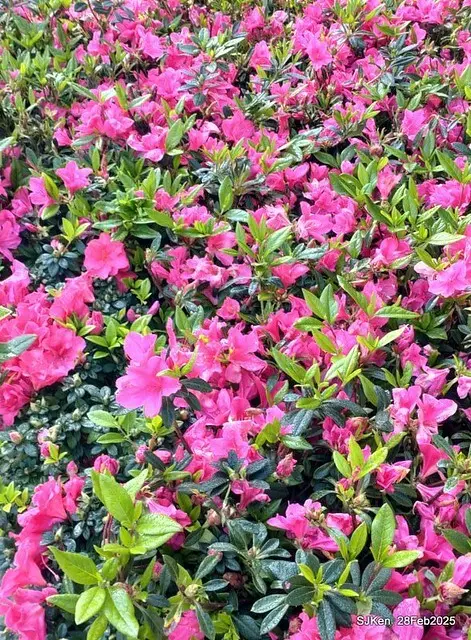 2025.02.28       2025 台北杜鵑花季--- 杜鵑花篇(2025 Tapei Azalea festival at Daan forest park), Taipei, Taiwan, Feb 28,2025, SJKen