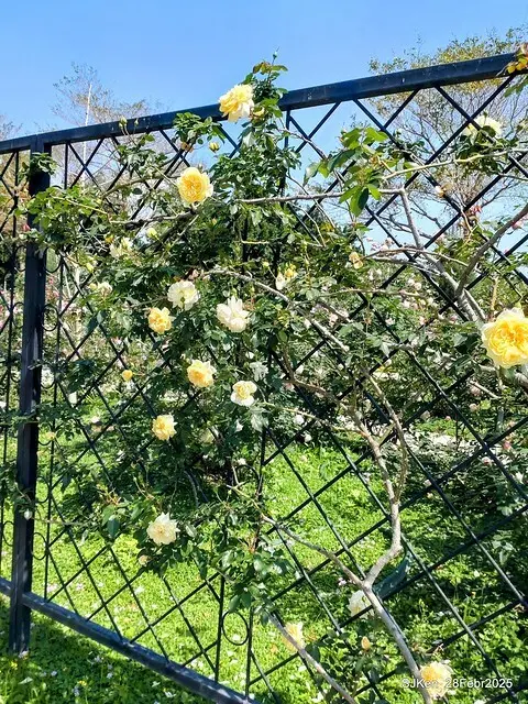 2025花博園區新生公園台北玫瑰園花展(2025 Annual Taipei Rose Garden festival), Mar 14 ~ Apr.13, 2025, Taipei, Taiwan, SJKen.