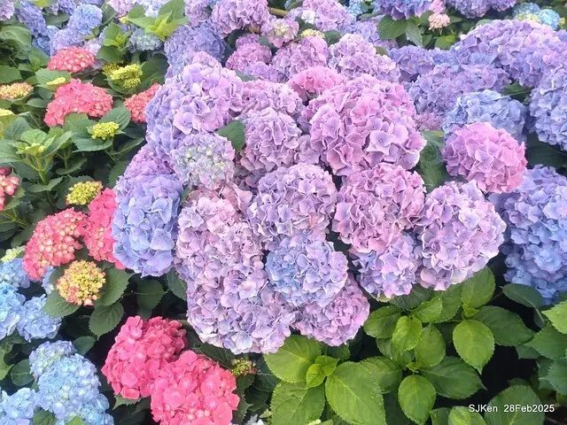2025台北杜鵑花季「心花開、森不息」主題系列(三) 繡球花篇((Hydrangeas exhibition at Da-An forest park), Taipei,Taiwan, SJKen, Feb 28, 2025.
