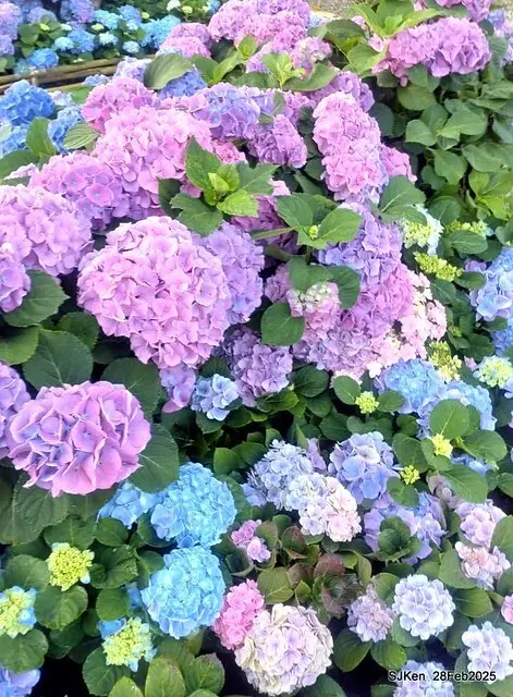 2025台北杜鵑花季「心花開、森不息」主題系列(三) 繡球花篇((Hydrangeas exhibition at Da-An forest park), Taipei,Taiwan, SJKen, Feb 28, 2025.