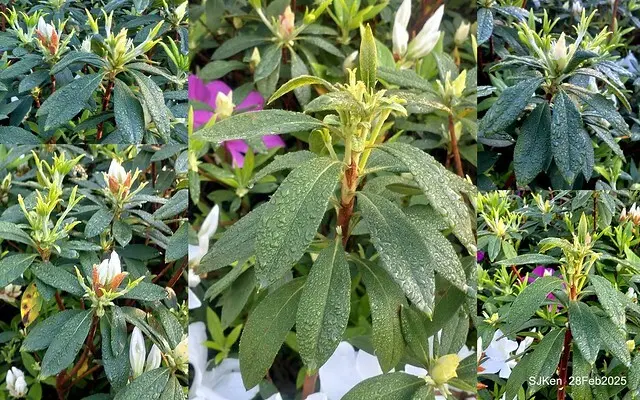 2025.02.28       2025 台北杜鵑花季--- 杜鵑花篇(2025 Tapei Azalea festival at Daan forest park), Taipei, Taiwan, Feb 28,2025, SJKen