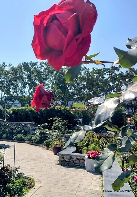 2025花博園區新生公園台北玫瑰園花展(2025 Annual Taipei Rose Garden festival), Mar 14 ~ Apr.13, 2025, Taipei, Taiwan, SJKen.