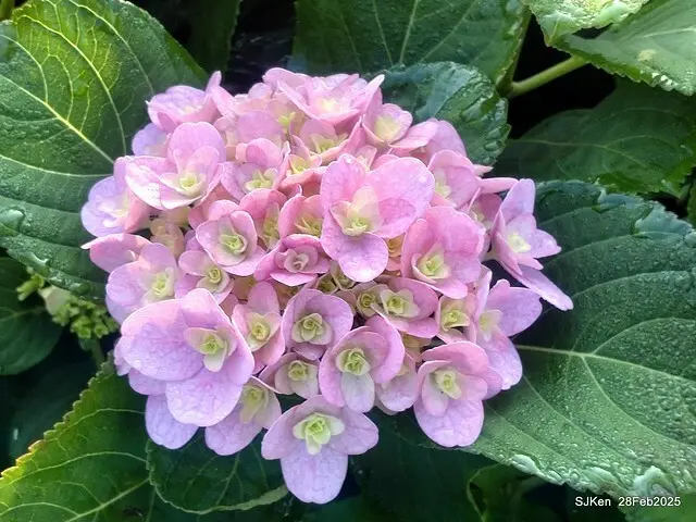 2025台北杜鵑花季「心花開、森不息」主題系列(三) 繡球花篇((Hydrangeas exhibition at Da-An forest park), Taipei,Taiwan, SJKen, Feb 28, 2025.