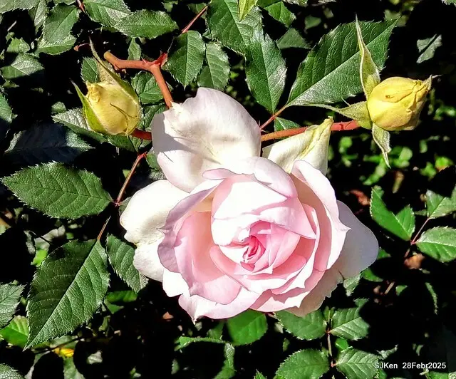 2025花博園區新生公園台北玫瑰園花展(2025 Annual Taipei Rose Garden festival), Mar 14 ~ Apr.13, 2025, Taipei, Taiwan, SJKen.