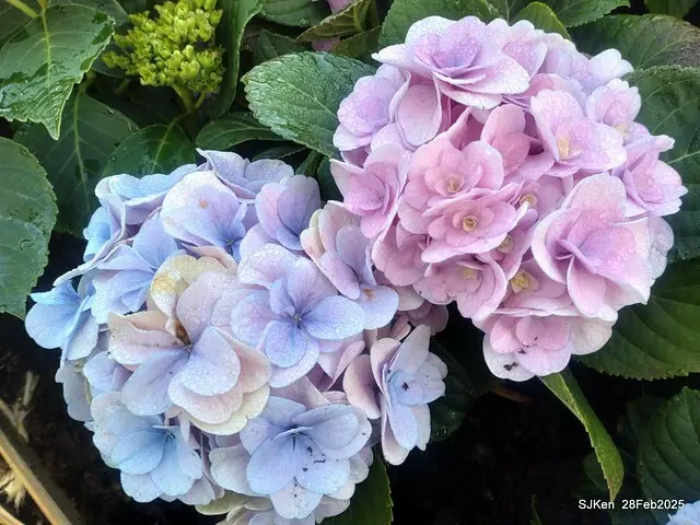 2025台北杜鵑花季「心花開、森不息」主題系列(三) 繡球花篇((Hydrangeas exhibition at Da-An forest park), Taipei,Taiwan, SJKen, Feb 28, 2025.