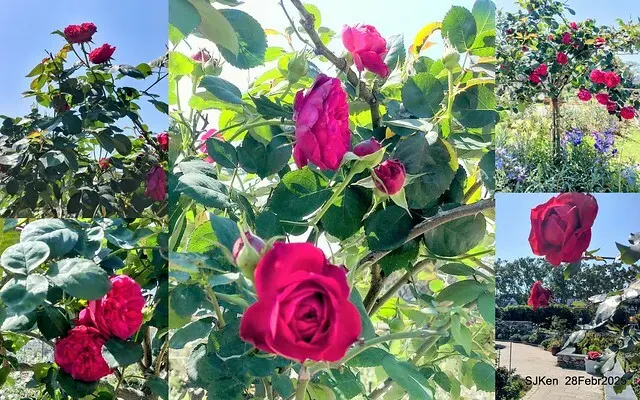 2025花博園區新生公園台北玫瑰園花展(2025 Annual Taipei Rose Garden festival), Mar 14 ~ Apr.13, 2025, Taipei, Taiwan, SJKen.