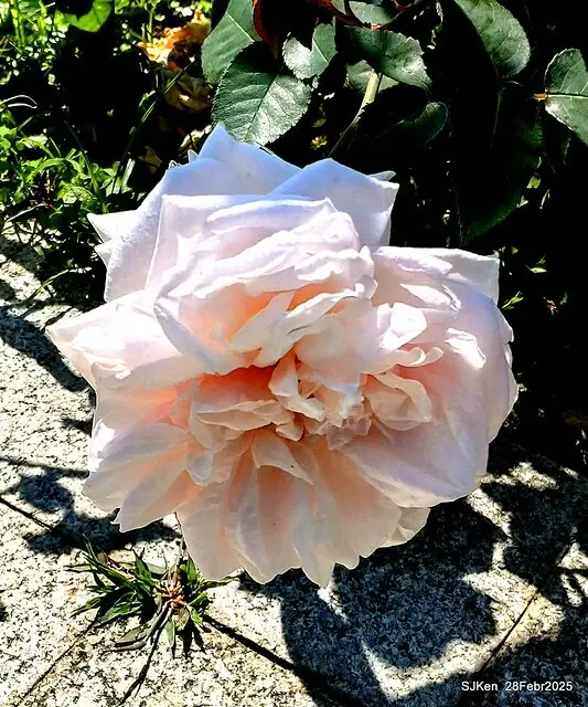 2025花博園區新生公園台北玫瑰園花展(2025 Annual Taipei Rose Garden festival), Mar 14 ~ Apr.13, 2025, Taipei, Taiwan, SJKen.