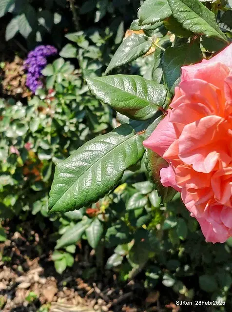 2025花博園區新生公園台北玫瑰園花展(2025 Annual Taipei Rose Garden festival), Mar 14 ~ Apr.13, 2025, Taipei, Taiwan, SJKen.